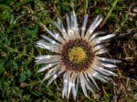 Leuchtende Silberdistel